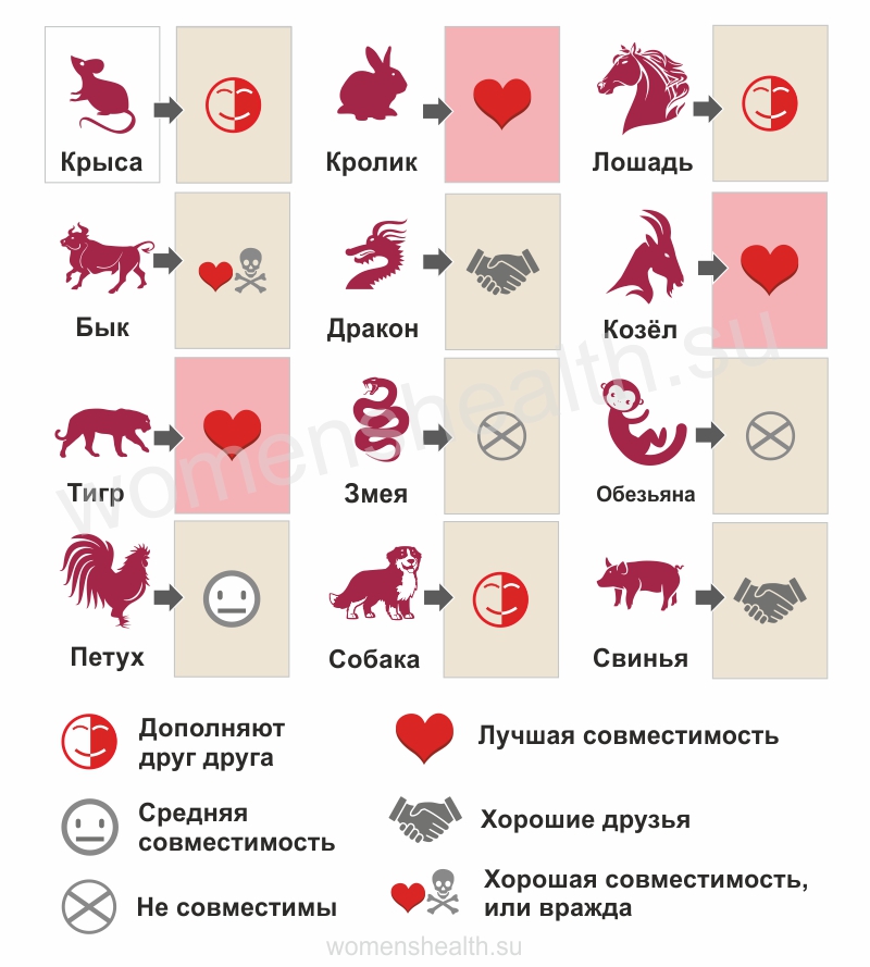Инфографика: прогноз совместимости и любовных отношений для 2019 года Кабана | Свиньи