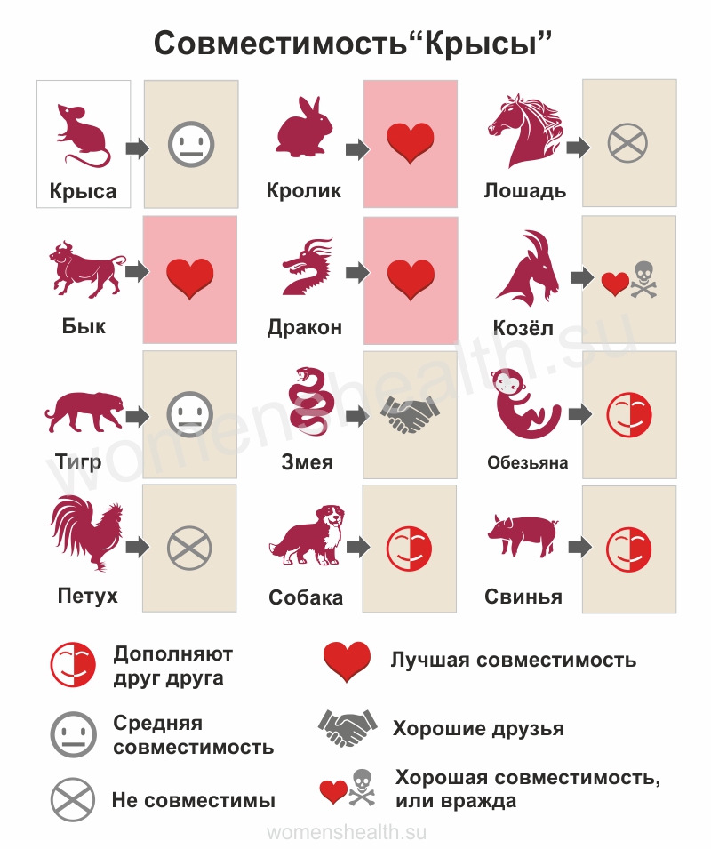 Инфографика: прогноз совместимости и любовных отношений для 2020 года Крысы